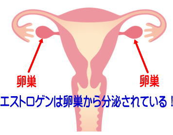 エストロゲンは卵巣から分泌