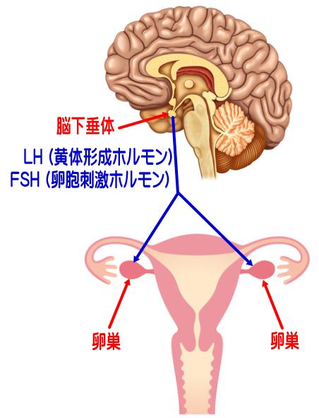 脳下垂体から出ている女性ホルモン