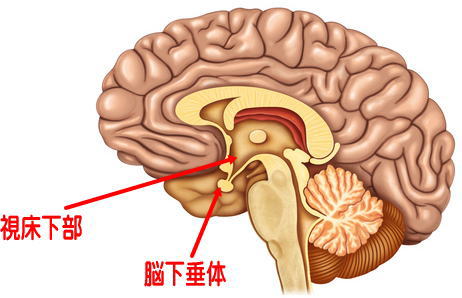 脳（視床下部、脳下垂体）
