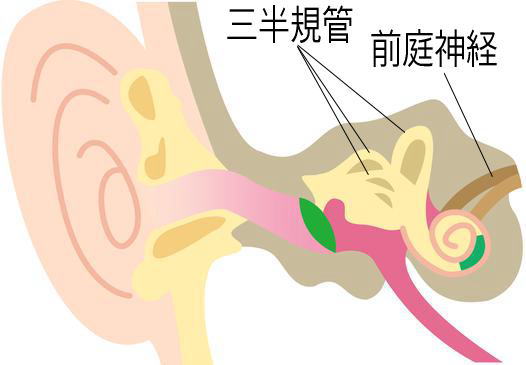 耳の図（三半規管、前庭神経）