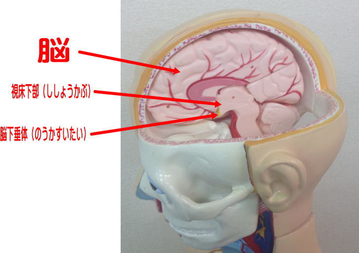 頭蓋骨の歪みと視床下部、脳下垂体の関係