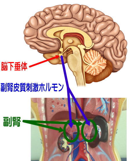 副腎皮質刺激ホルモンと脳下垂体
